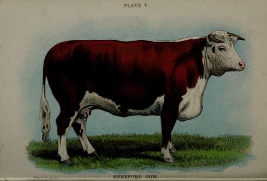 Image of Cow