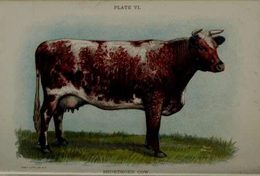 Image of Cow