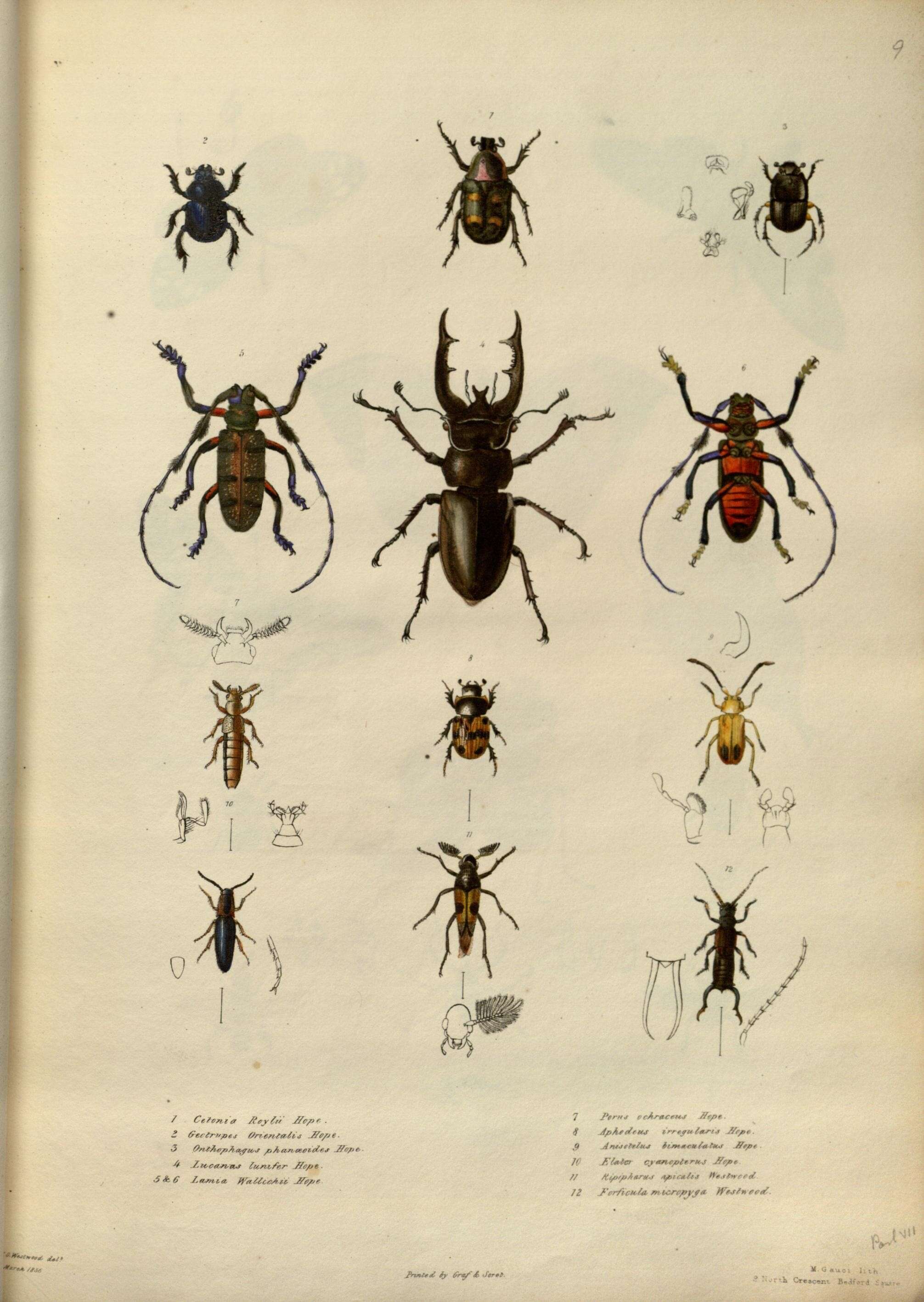 Image of Phelotrupes orientalis (Hope 1839)