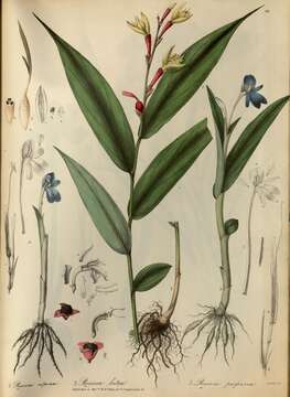 Image of Roscoea alpina Royle