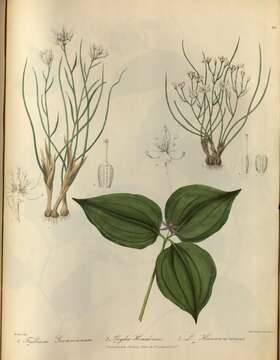 Image of Trillium govanianum Wall. ex D. Don