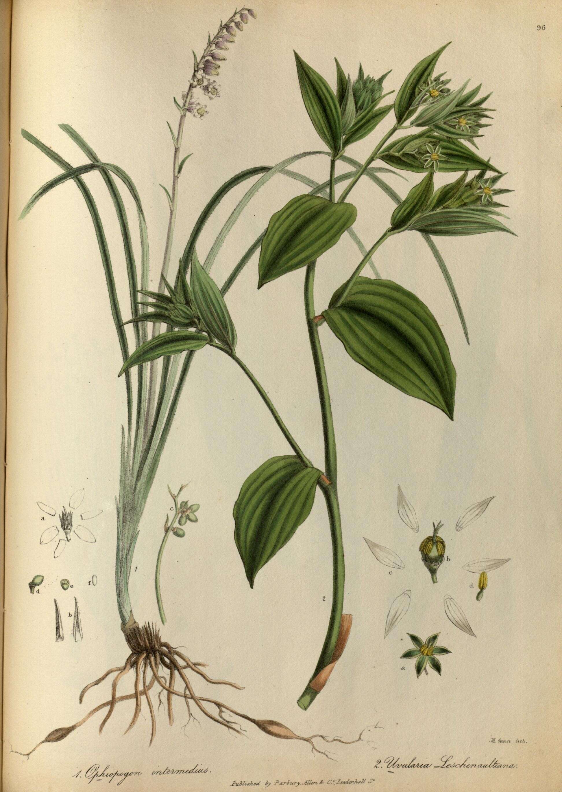 Image of Ophiopogon intermedius D. Don