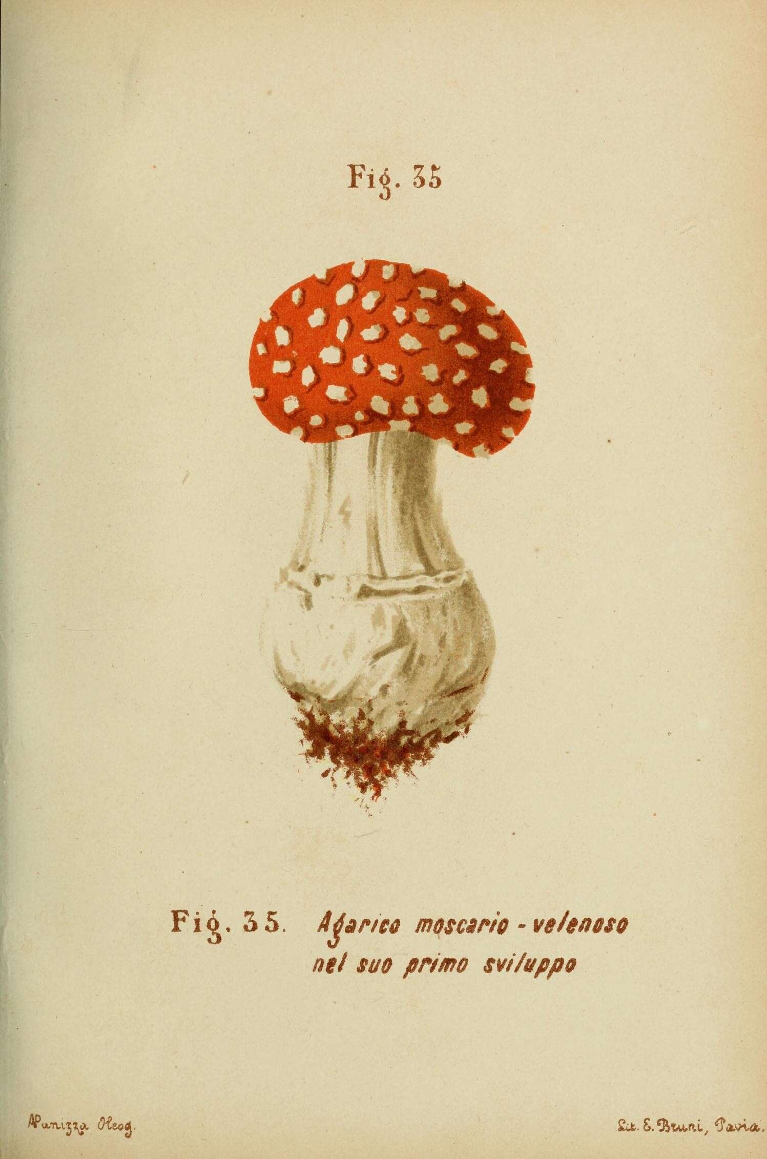 Image of Fly agaric