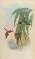 Image of Scale-throated Hermit