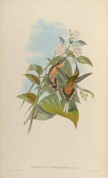 Image of Tawny-bellied Hermit