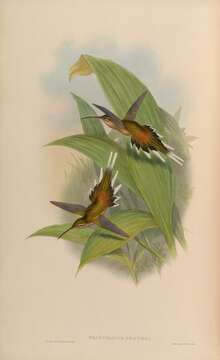 Imagem de Phaethornis pretrei (Lesson, R & Delattre 1839)