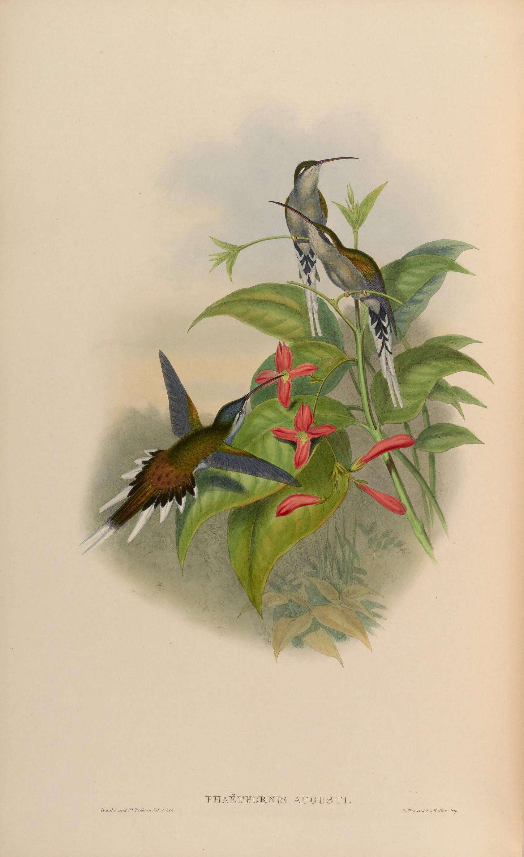 Image of Sooty-capped Hermit