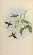 Phaethornis griseogularis Gould 1851 resmi