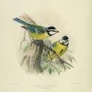 Image of Hierro blue tit