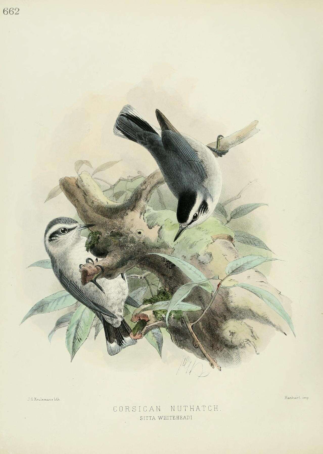 Слика од Sitta whiteheadi Sharpe 1884