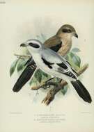 Image of Great Grey Shrike