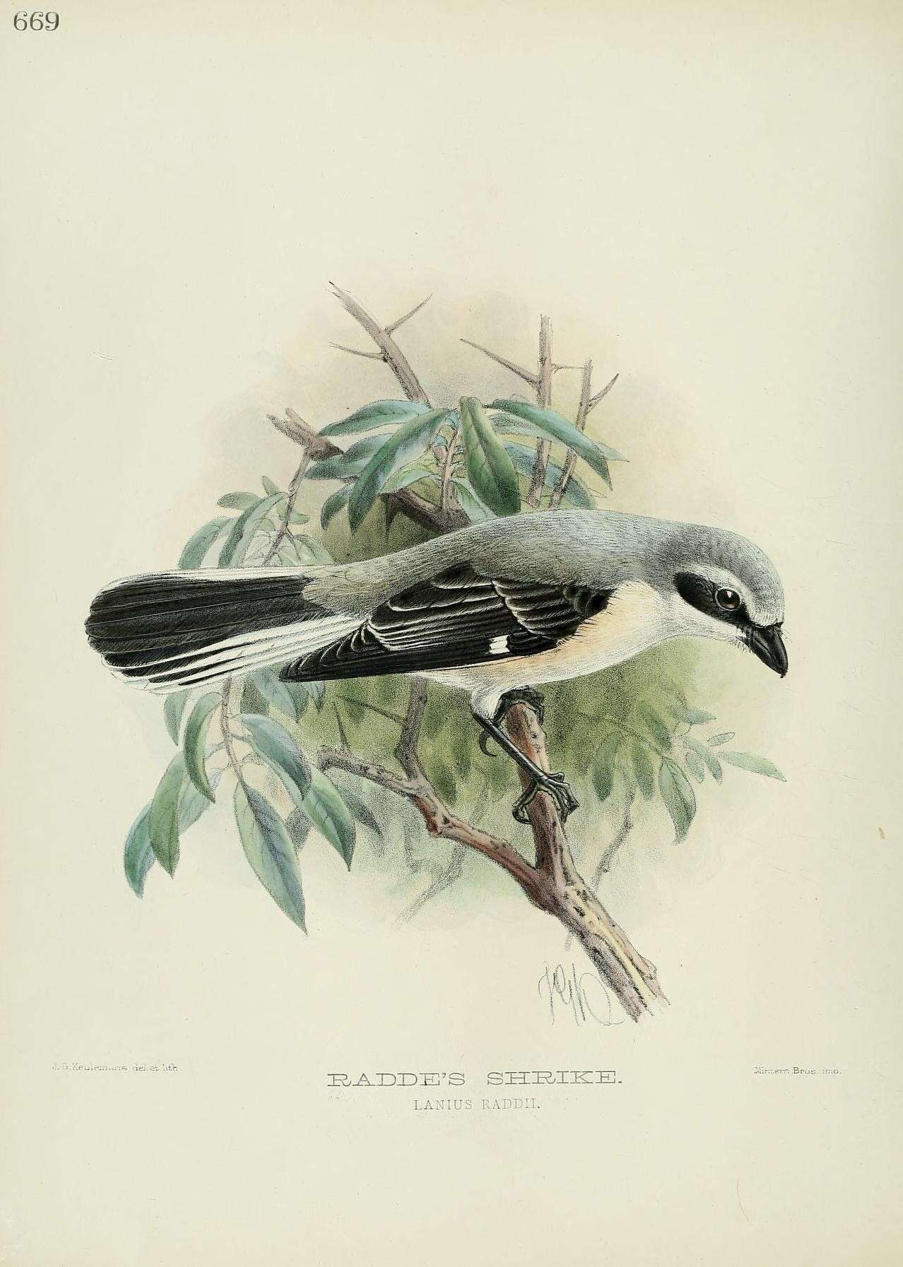 Image of Great Grey Shrike