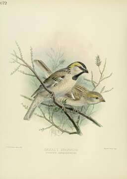 Image of Saxaul Sparrow