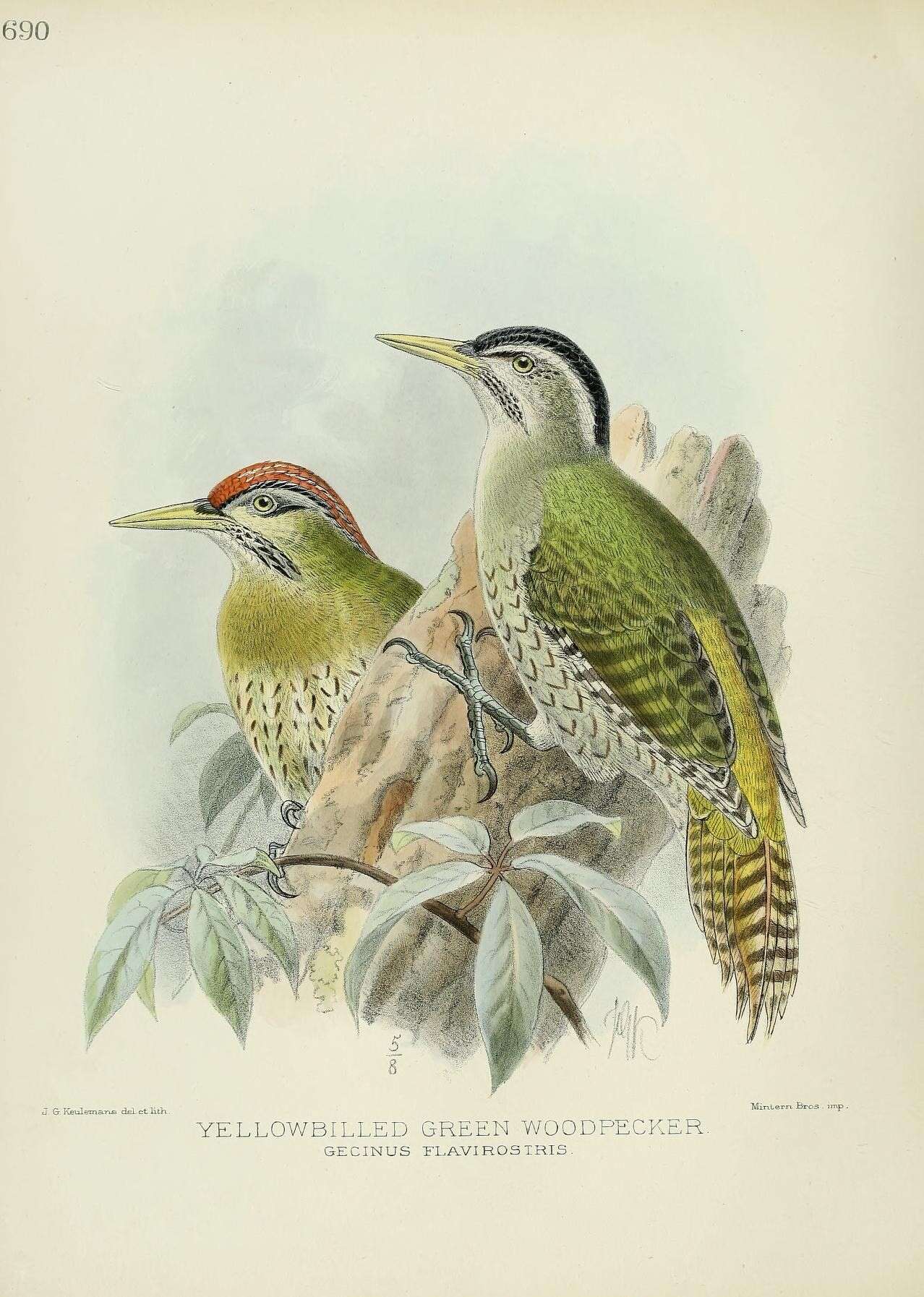 Image of Eurasian Green Woodpecker