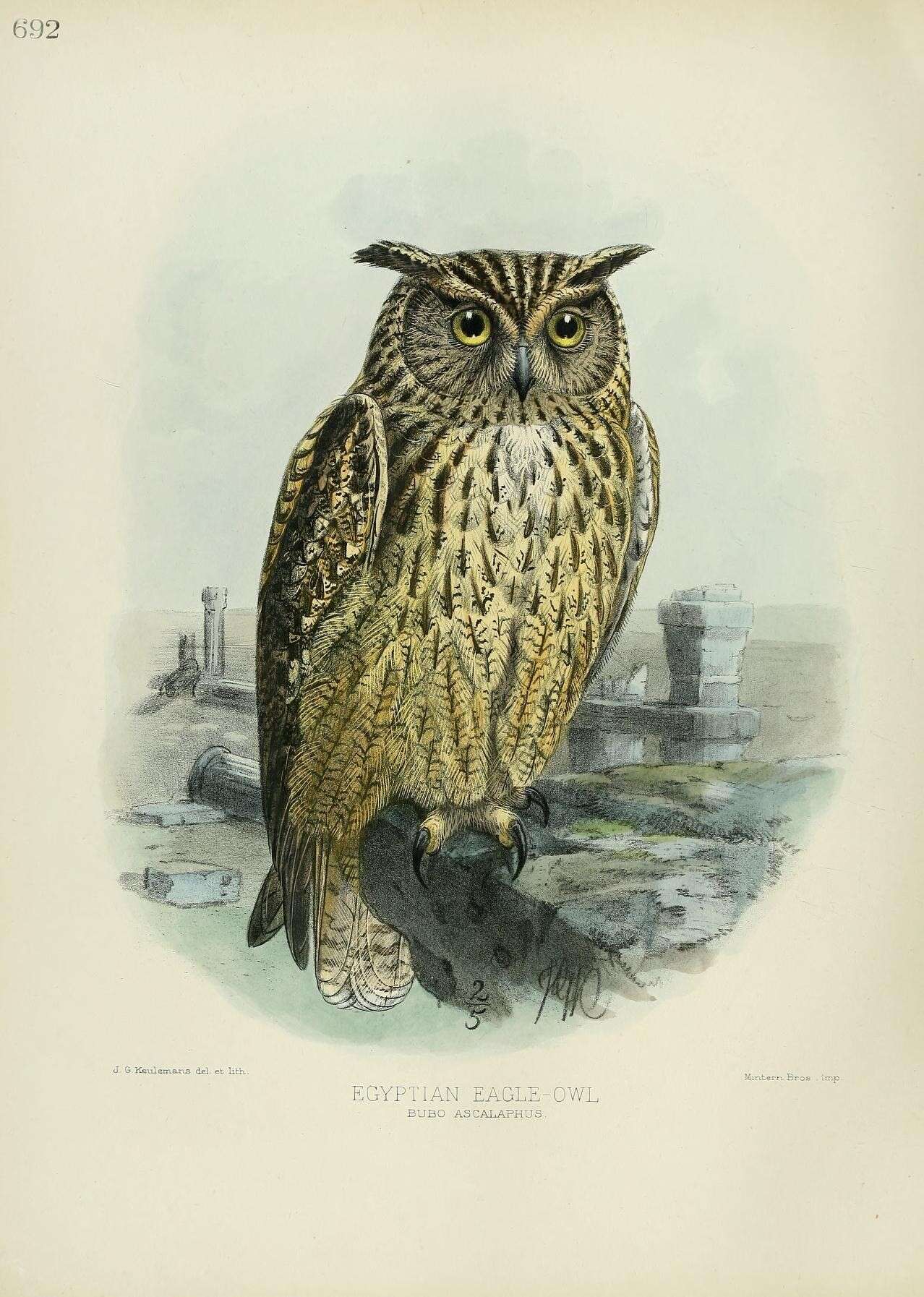 Image of Pharaoh Eagle-Owl