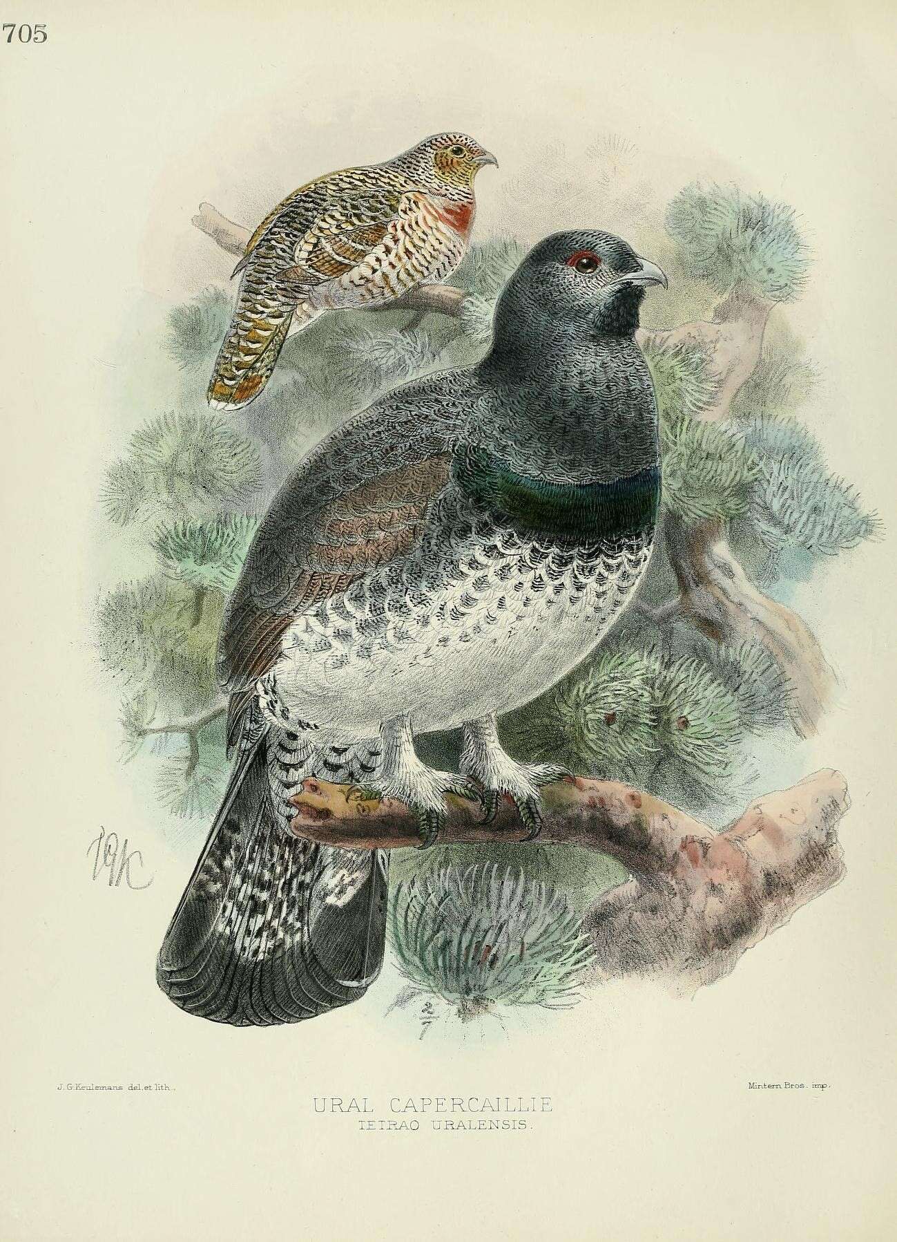 Image of Tetrao Linnaeus 1758