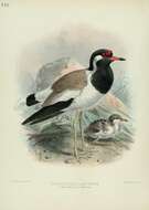 Image of Red-wattled Lapwing