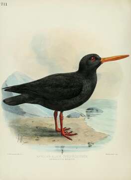 Image of African Black Oystercatcher