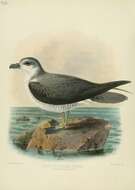 Image of Soft-plumaged Petrel