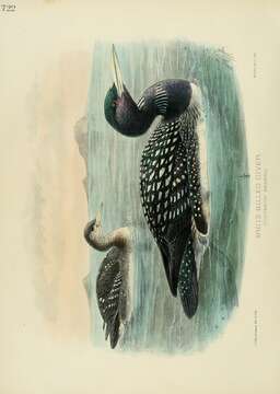 Image of White-billed Diver