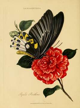 Imagem de Ornithoptera priamus (Linnaeus 1758)