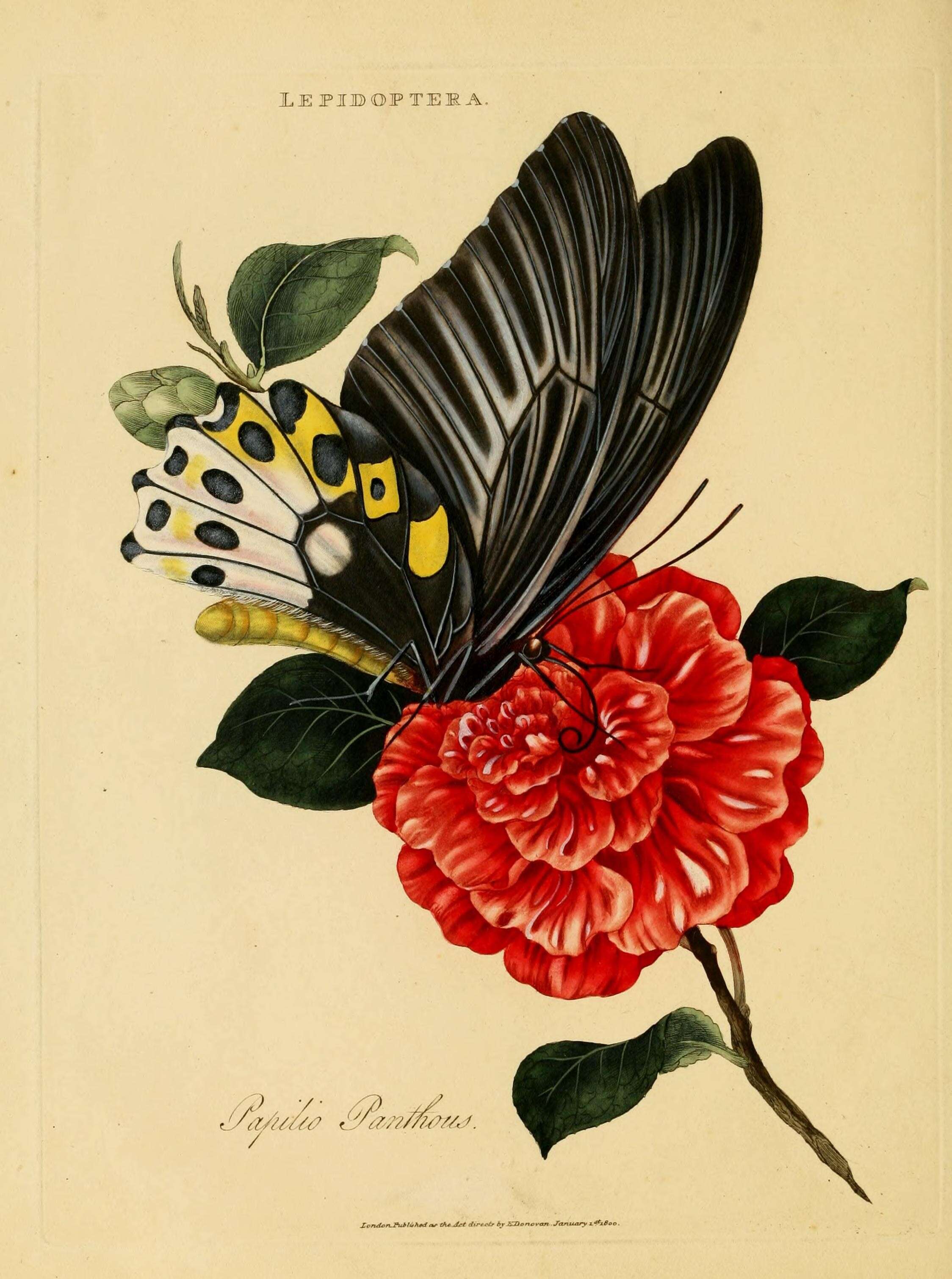 Ornithoptera priamus (Linnaeus 1758) resmi