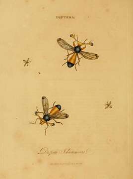 Image de Diopsis ichneumonea Linnaeus 1775