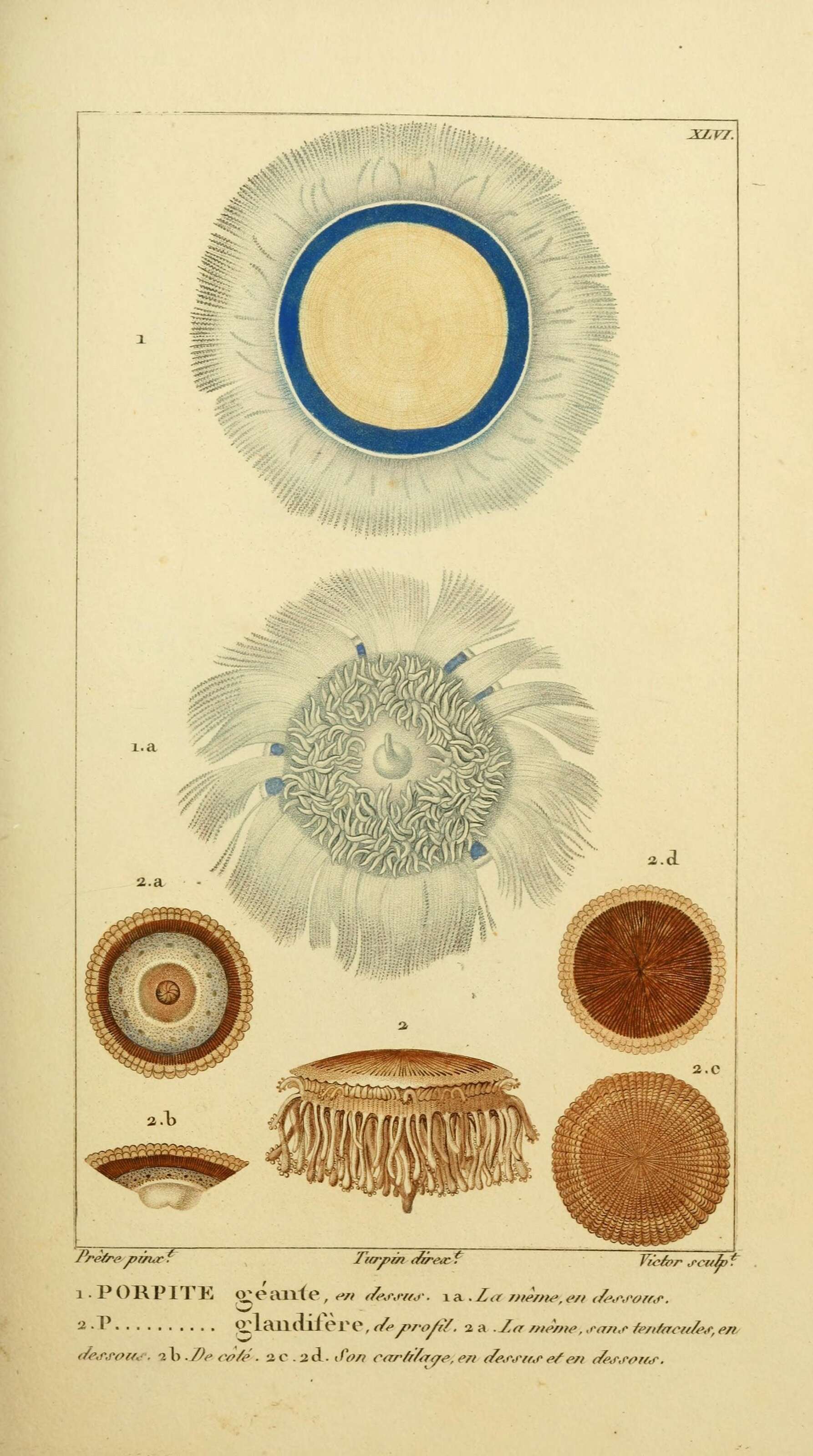 Слика од Porpita Lamarck 1801