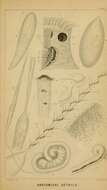 Image de Cereus Ilmoni 1830