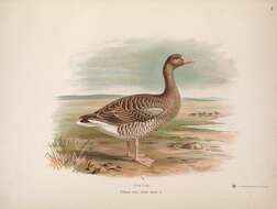 Image of Greylag Goose