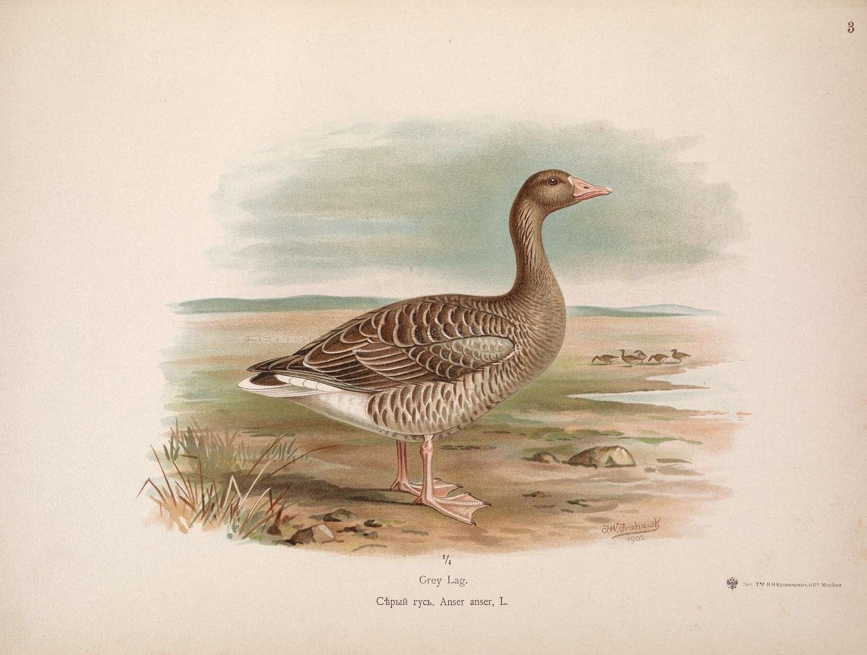 Image of Greylag Goose