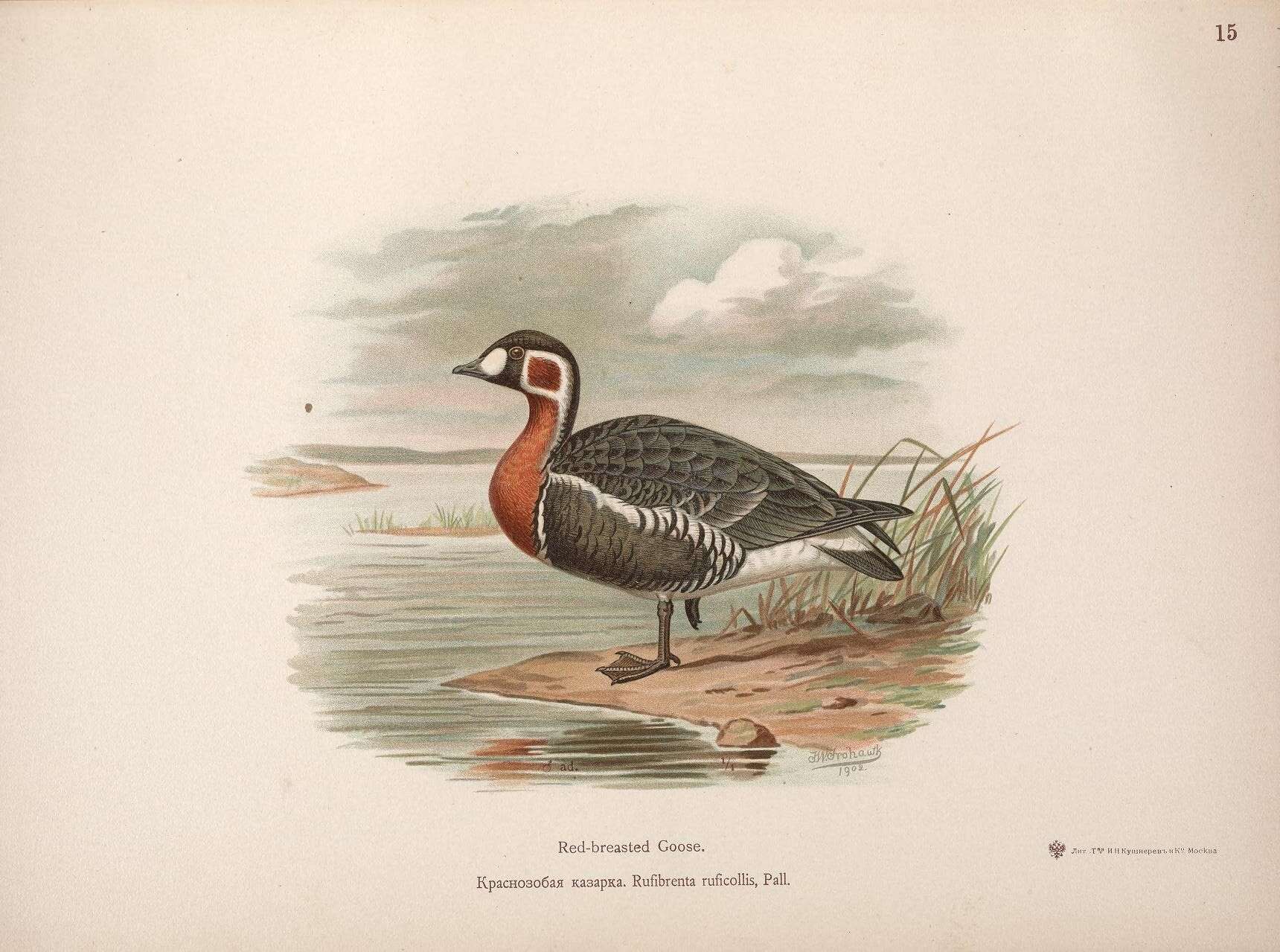 Image of Red-breasted Goose