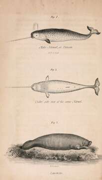 Image of narwhal