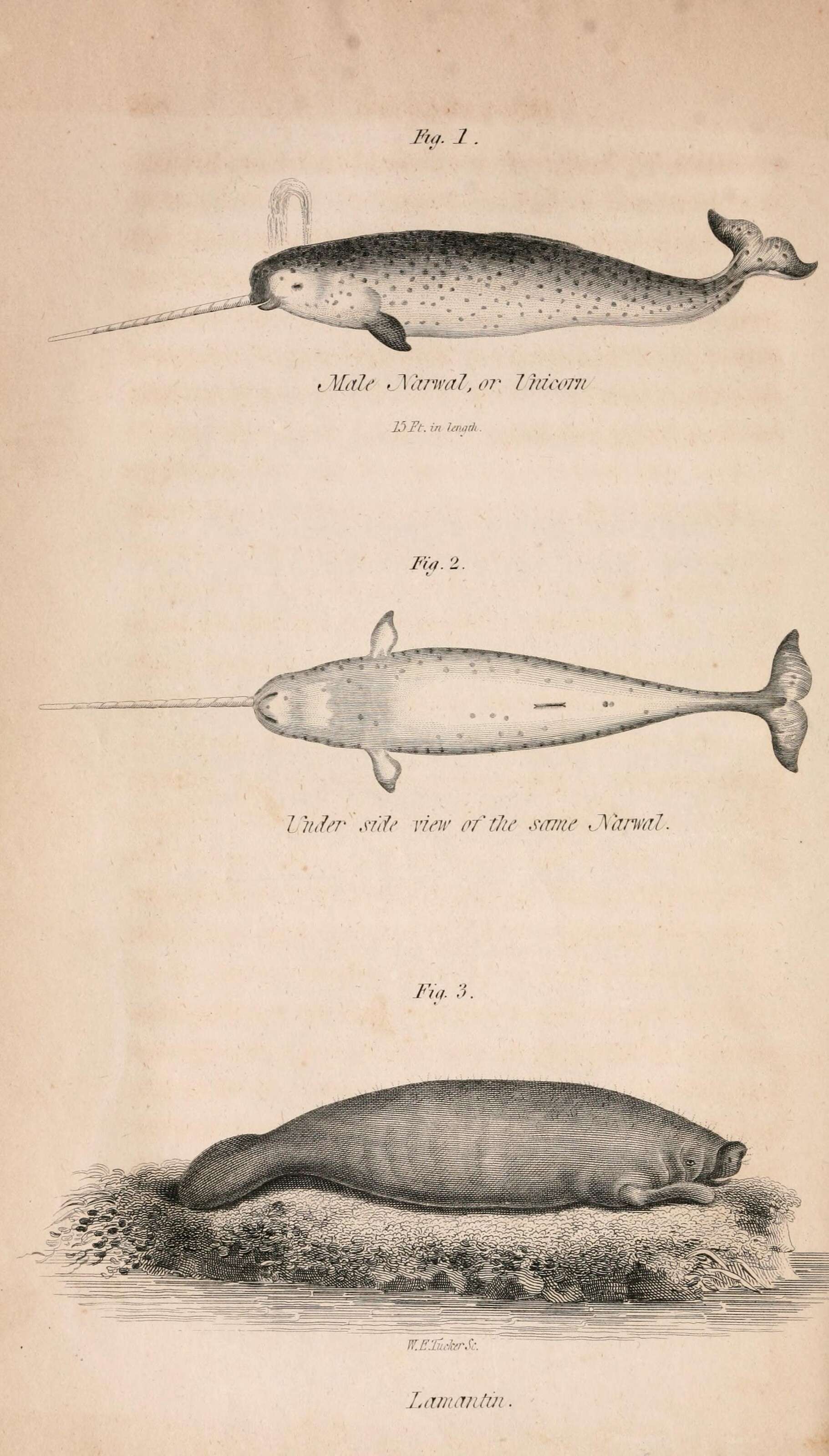 صورة Monodon Linnaeus 1758