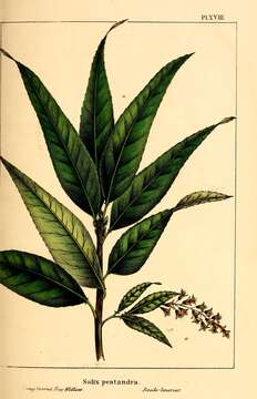 Imagem de Salix pentandra L.