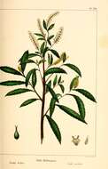 Imagem de Salix melanopsis Nutt.