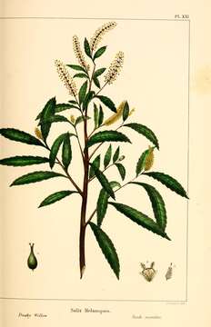 Image of dusky willow
