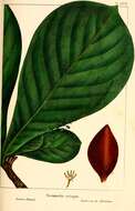 Image of tropical-almond