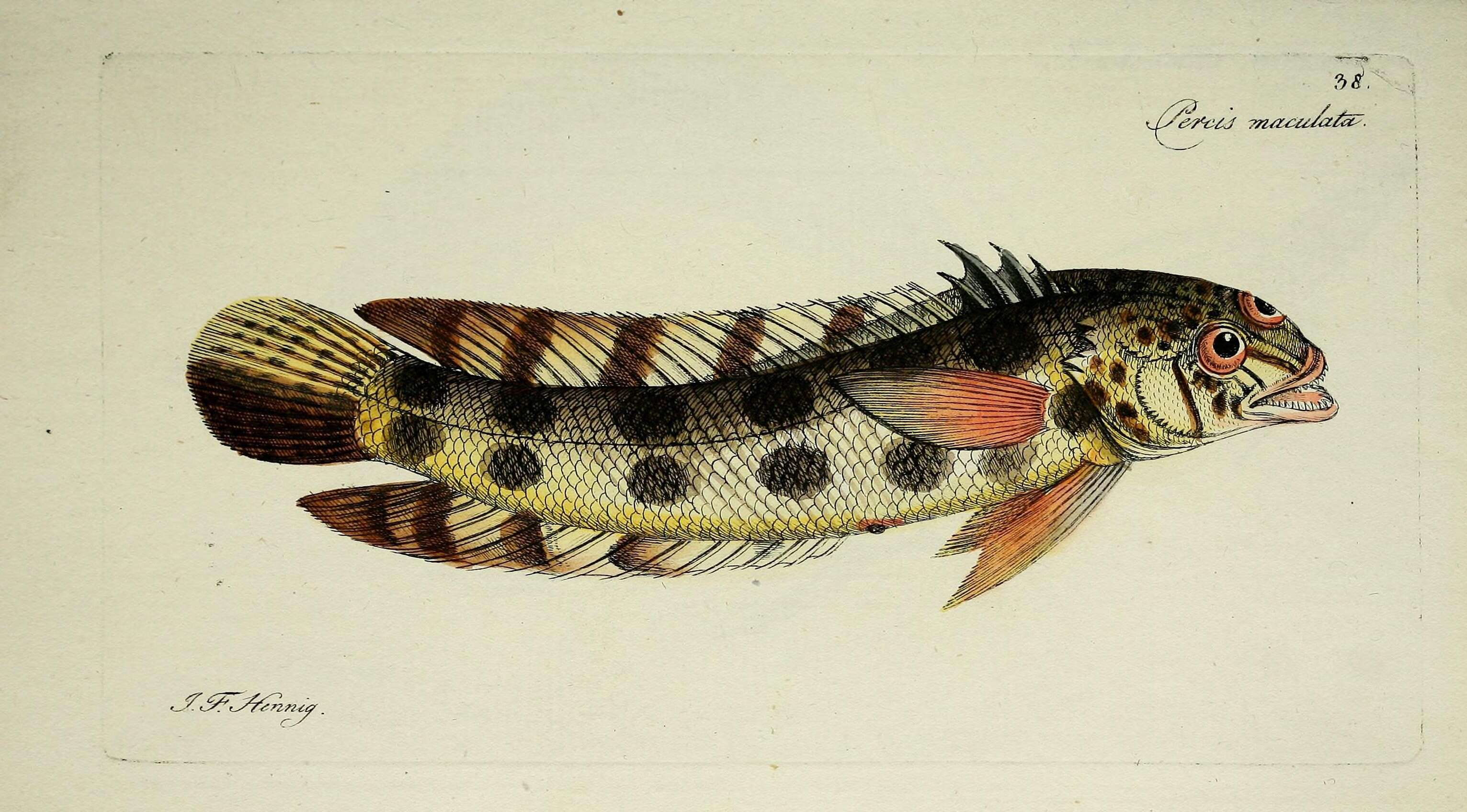 Imagem de Parapercis maculata (Bloch & Schneider 1801)