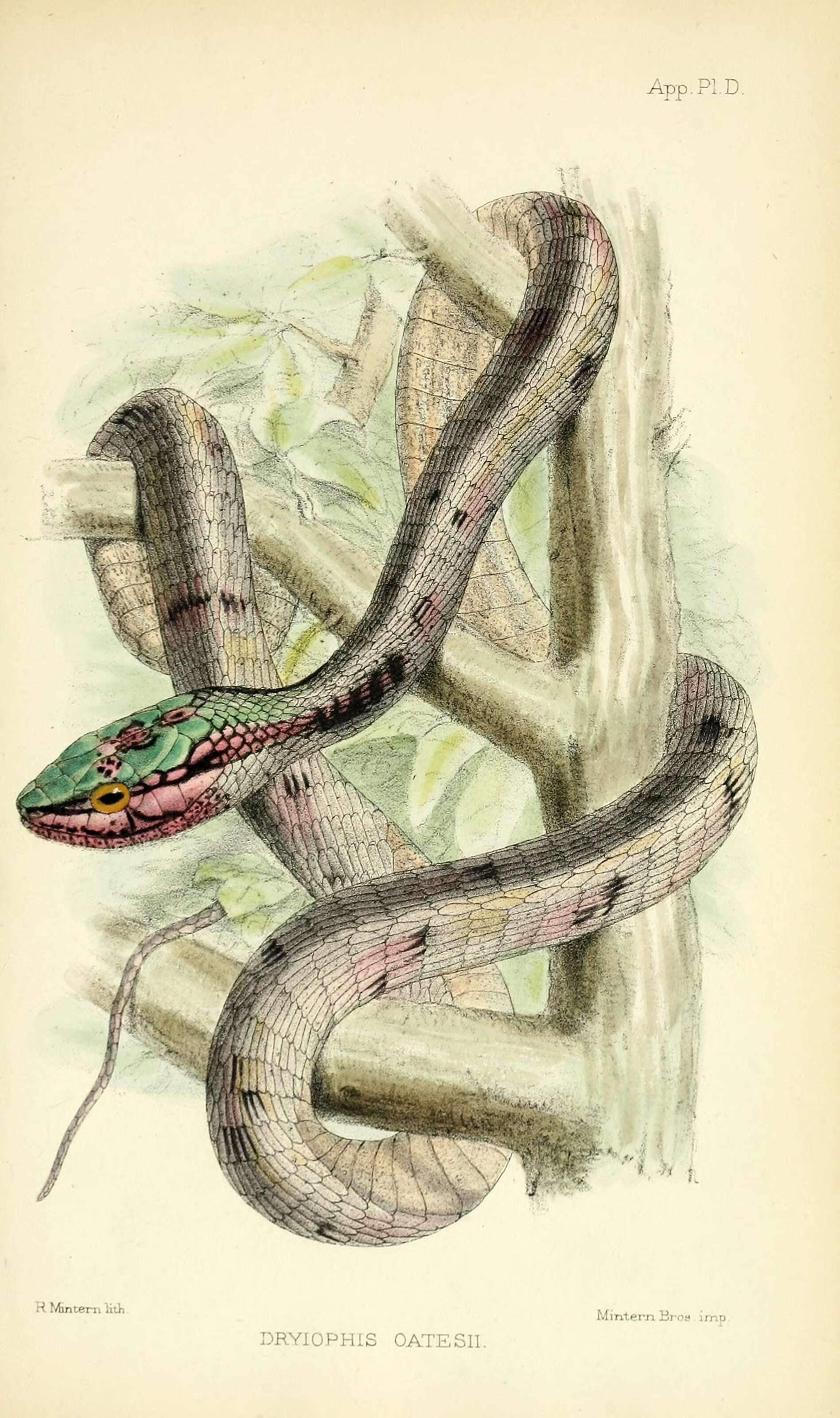 Image of Oates'vine Snake