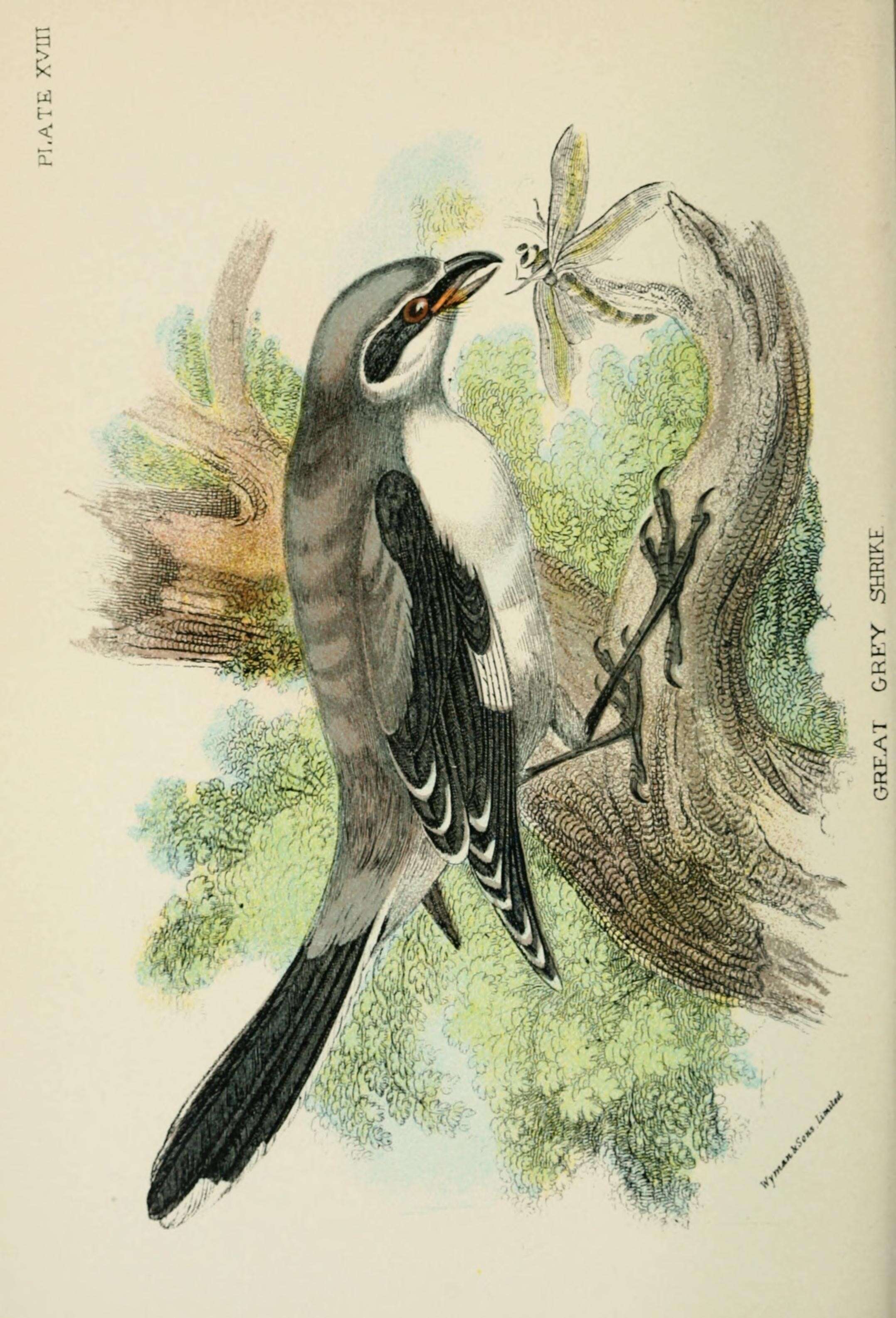Image of Great Grey Shrike