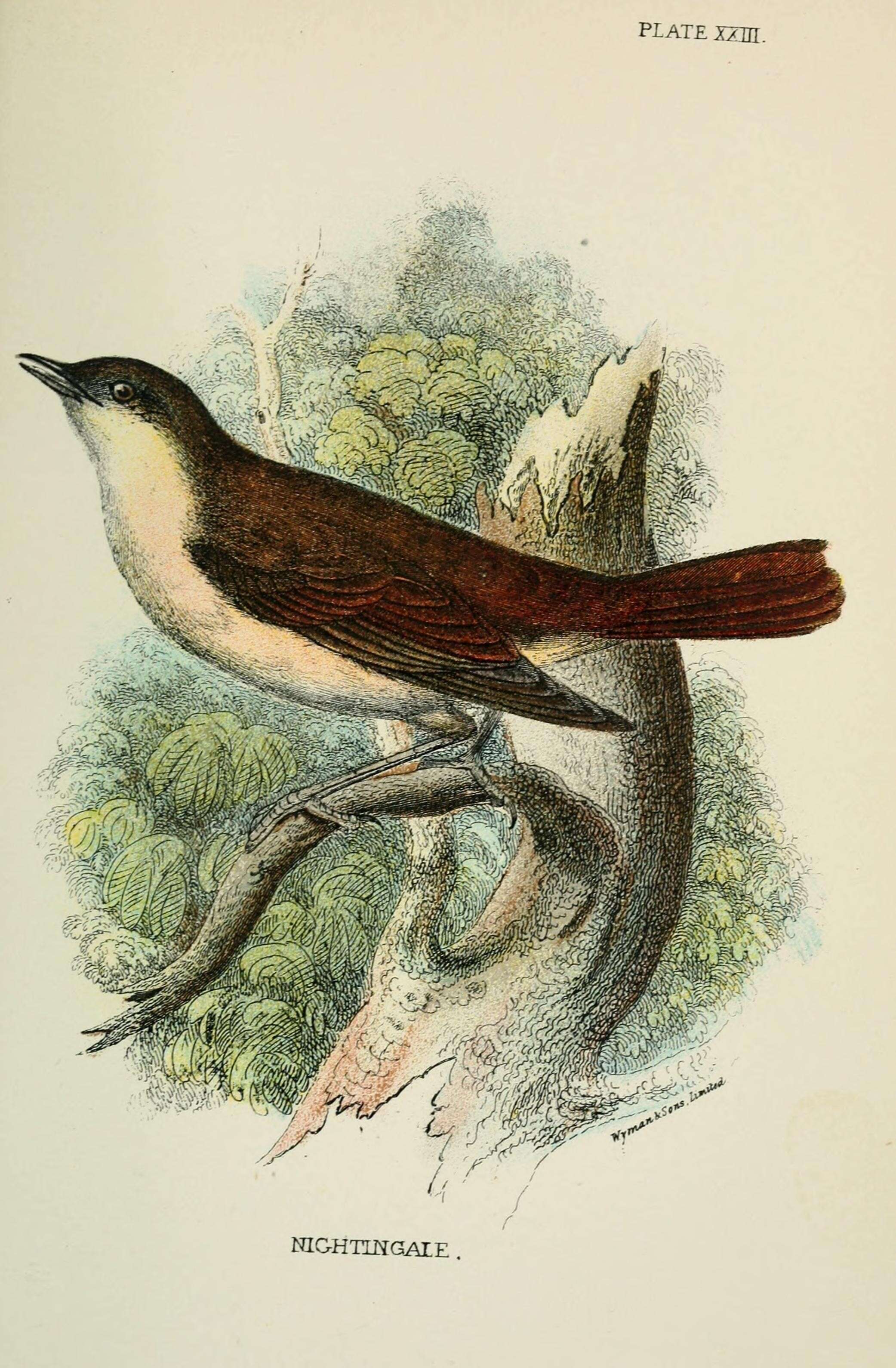 Image of nightingale, common nightingale