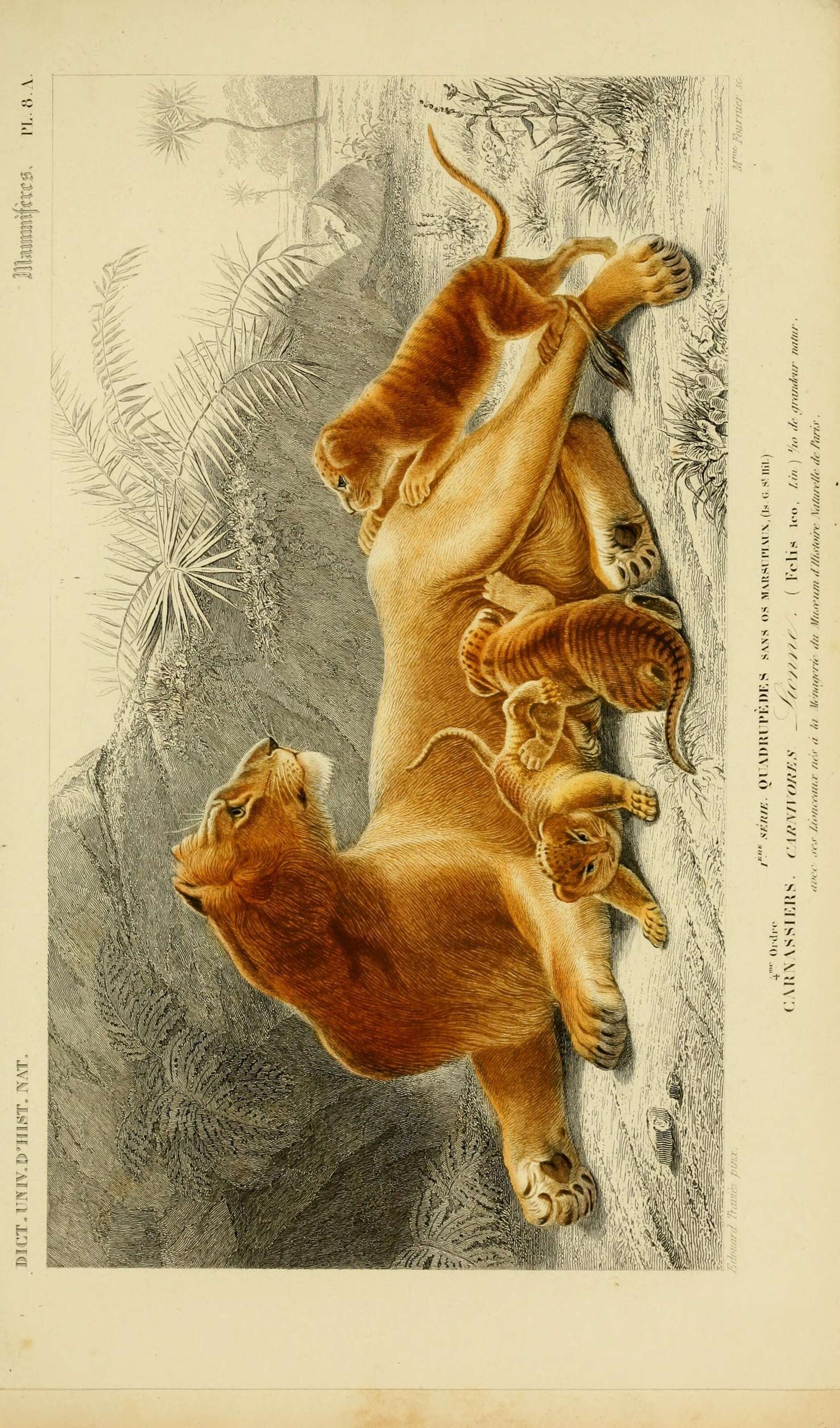 Image of Pantherinae