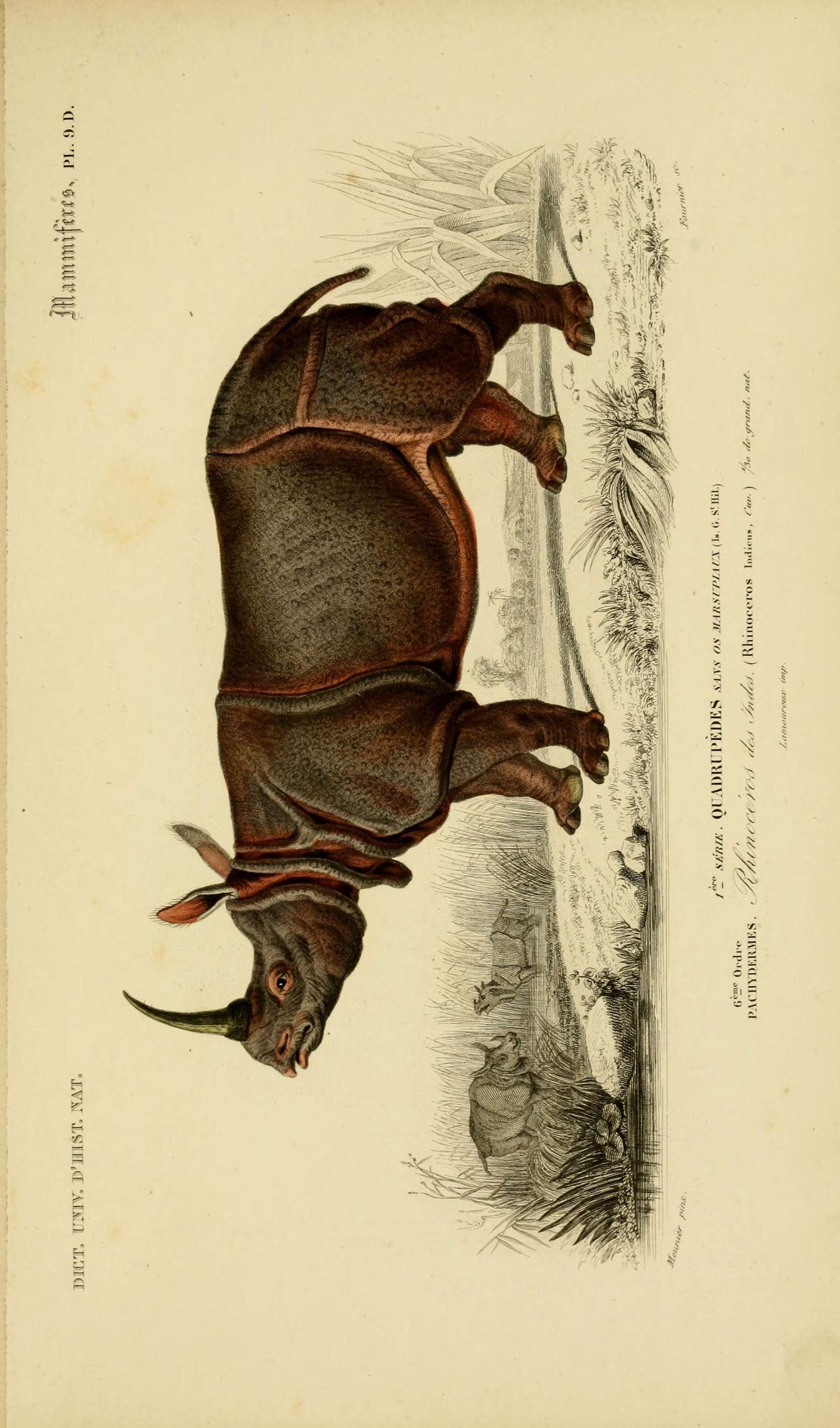 Image de Rhinocéros unicorne de l'Inde