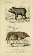 Image of peccaries