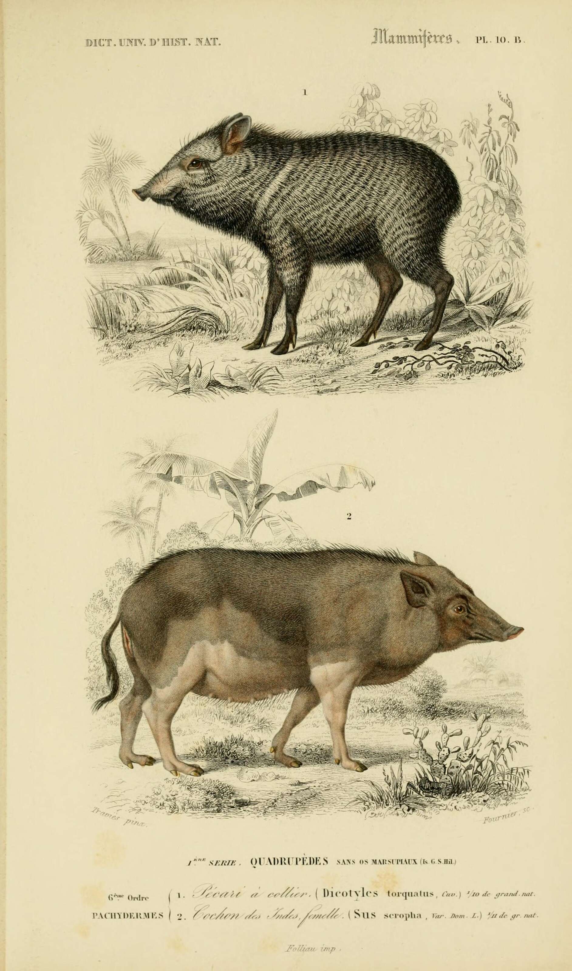 Image de Pecari Reichenbach 1835