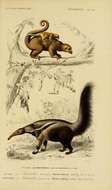 Image of "Anteaters, Armadillos, and Tree Sloths"