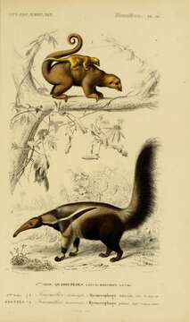 Image of Myrmecophaga tridactyla tridactyla Linnaeus 1758