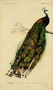 Image of Asiatic peafowl