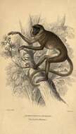 صورة Semnopithecus entellus (Dufresne 1797)